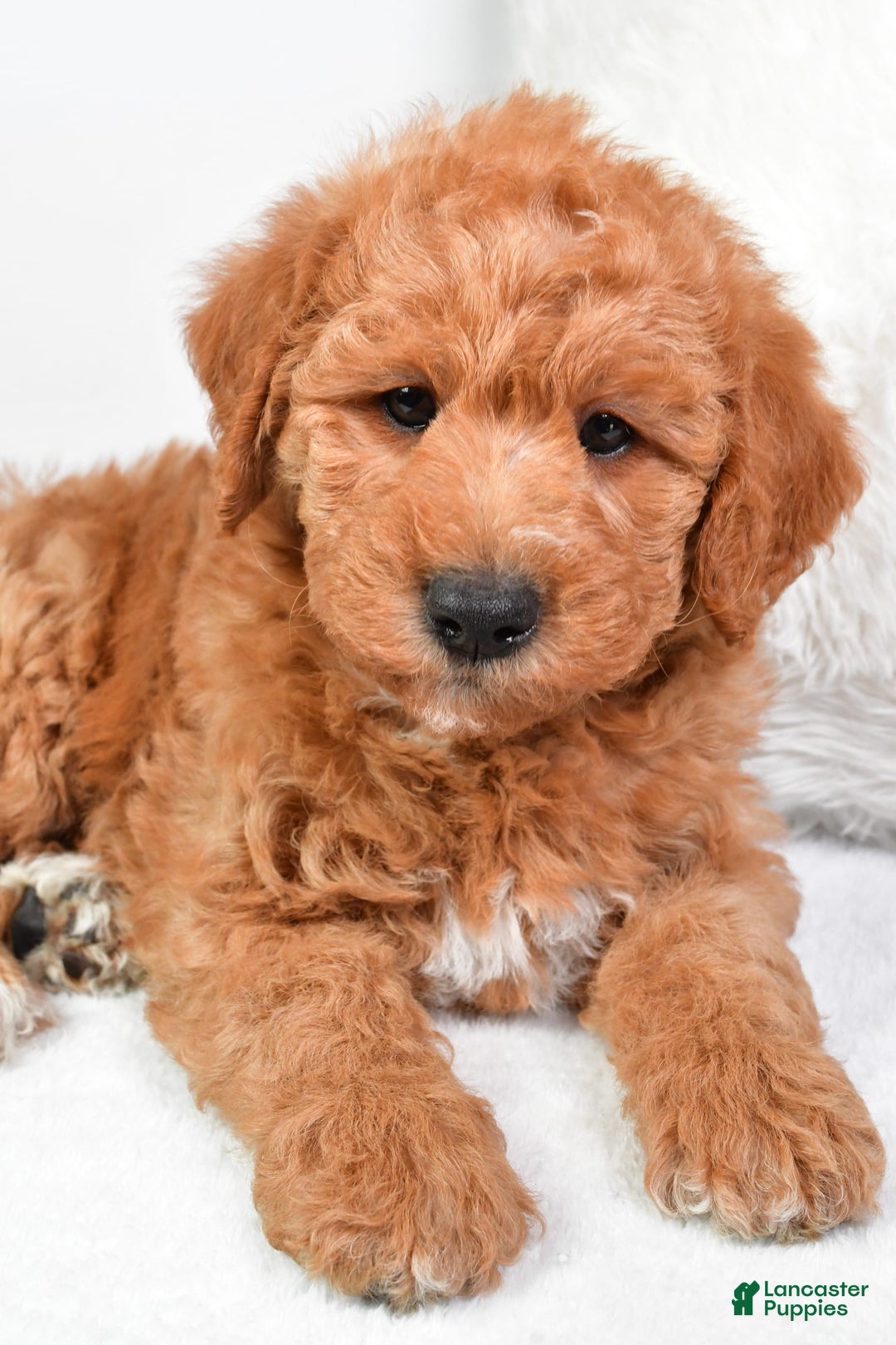  dogs for sale: Mini Labradoodle 7 puppies - Image 22