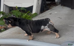 French Bulldog dogs for sale: Peaches - Image 4