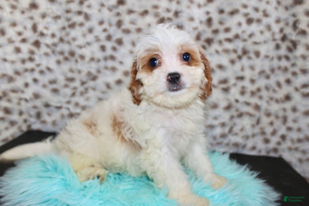 Cavapoo dogs for sale: Cavapoo 7 puppies - Image 32