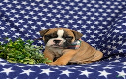 Olde English Bulldogge dogs for sale: Harley - Image 1