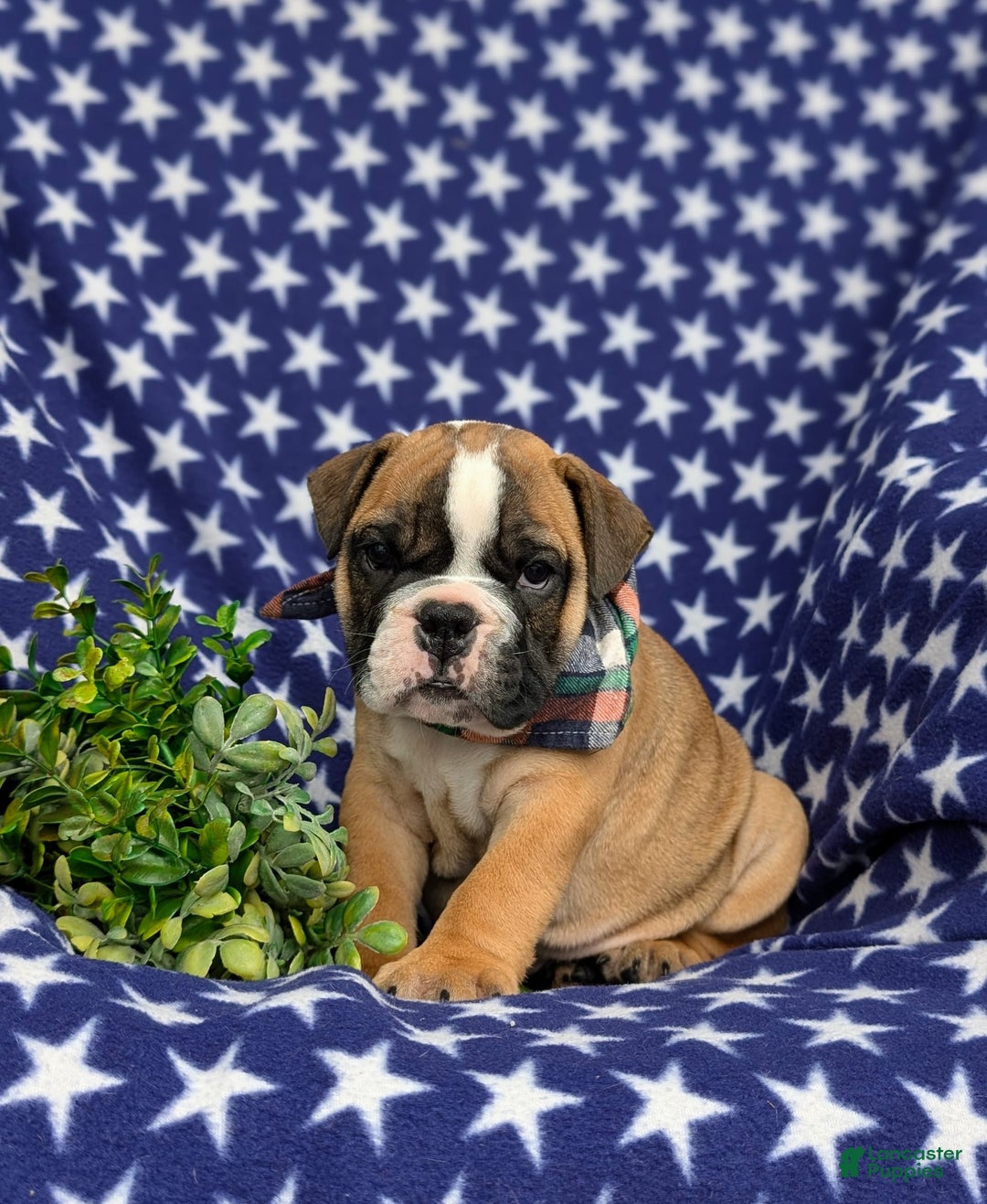 Olde English Bulldogge dogs for sale: Harley - Image 1