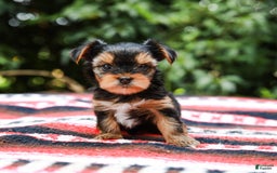 Yorkshire Terrier dogs for sale: Olivia Teacup - Image 9