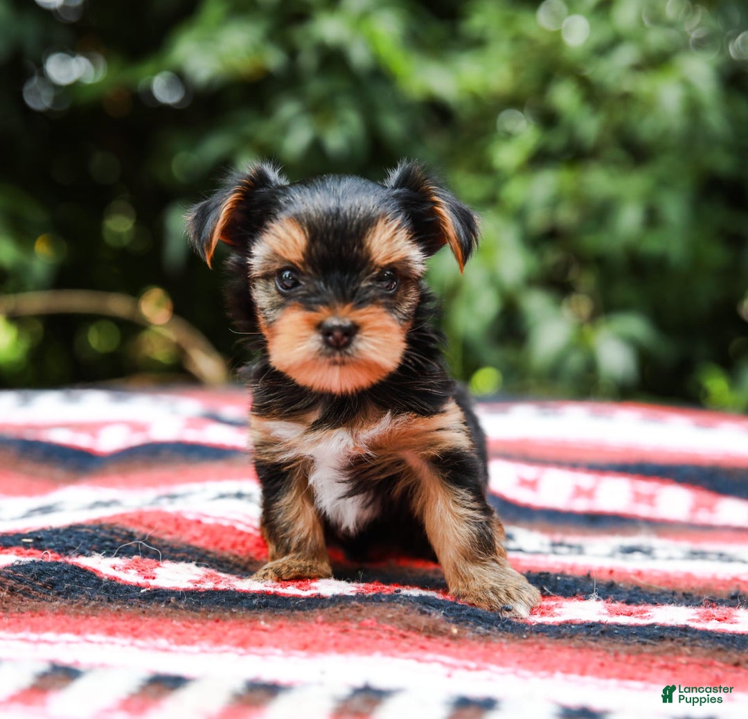 Yorkshire Terrier dogs for sale: Olivia Teacup - Image 9