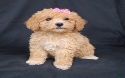 Bichpoo dogs for sale: Betsy - Image 5