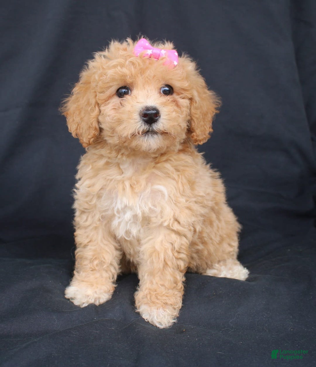 Bichpoo dogs for sale: Betsy - Image 5