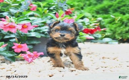 Yorkiepoo dogs for sale: Pearly - Image 2