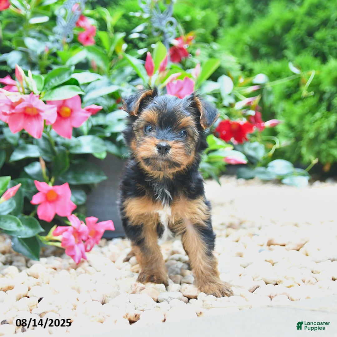 Yorkiepoo dogs for sale: Pearly - Image 2