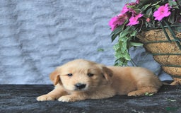 Golden Retriever dogs for sale: Clem - Image 3