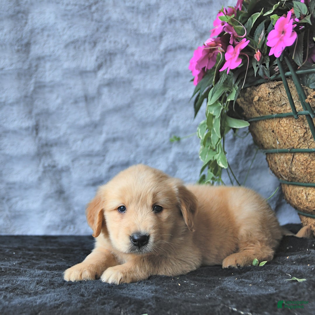 Golden Retriever dogs for sale: Clem - Image 3