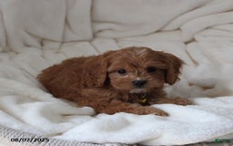 Cavapoo dogs for sale: Max - Image 6
