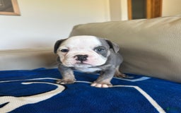 English Bulldog dogs for sale: Jax - Image 5