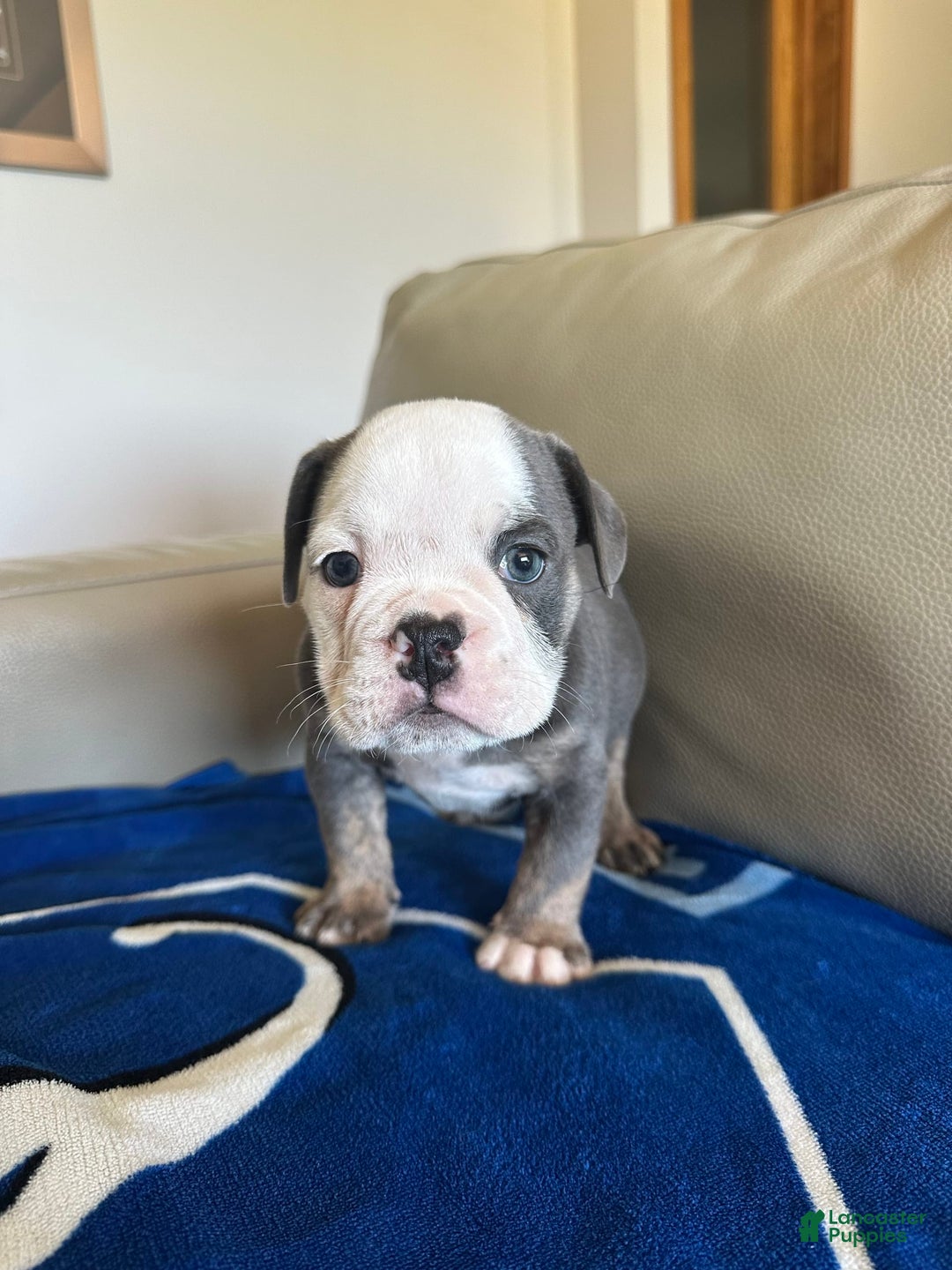 English Bulldog dogs for sale: Jax - Image 5