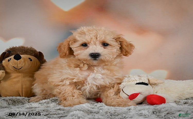 Bichpoo dogs for sale - Ad 4