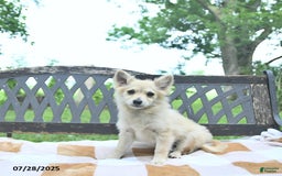 Pomeranian dogs for sale: Cuddles - Image 5