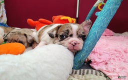 French Bulldog dogs for sale: Athena Akc - Image 25