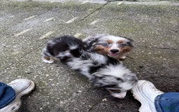 Miniature Australian Shepherd dogs for sale: F-purple - Image 12