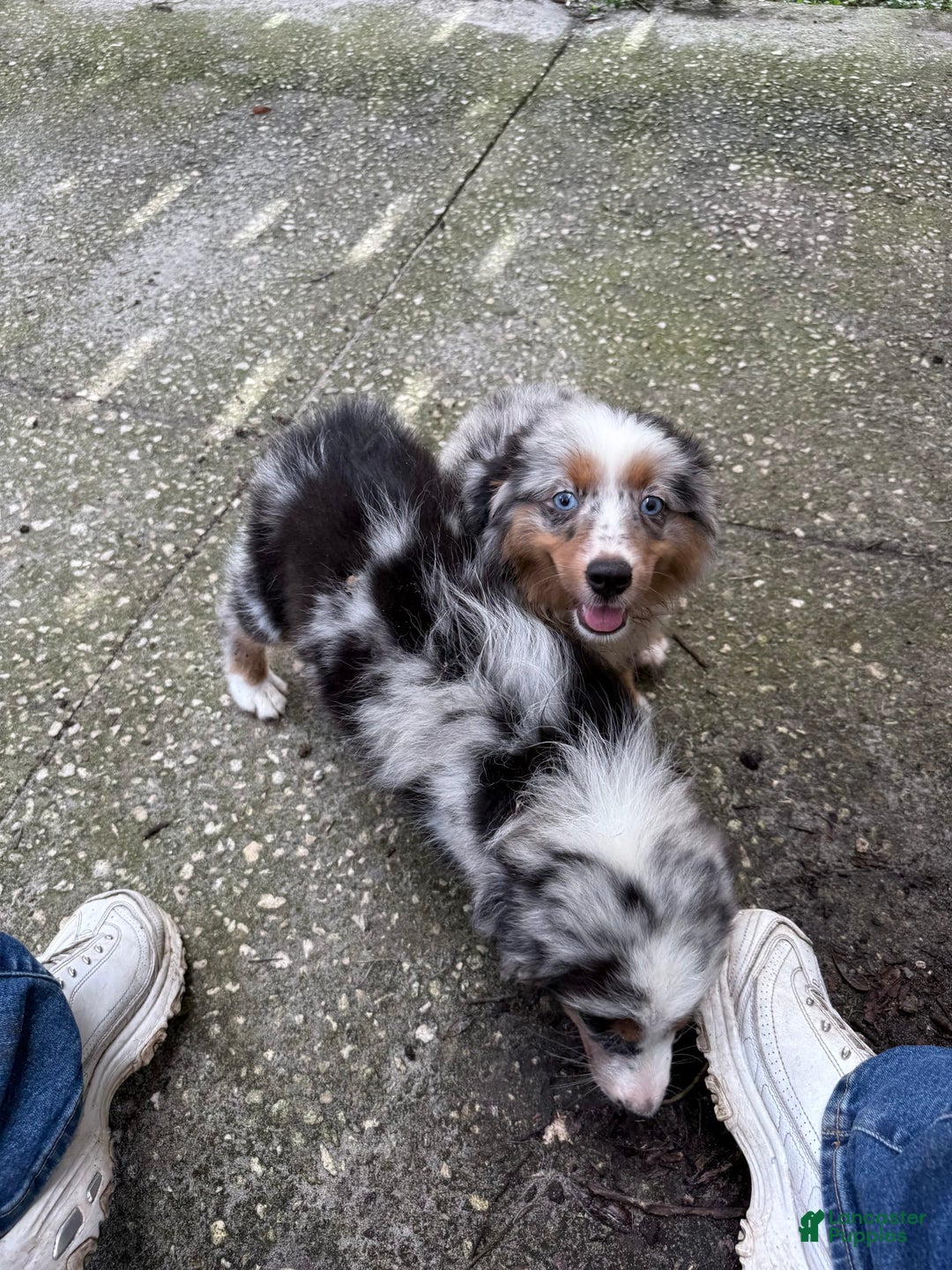 Miniature Australian Shepherd dogs for sale: F-purple - Image 12