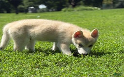 categoriesInfo:categoryAttributeOptions.pets.dogs.breed.akita dogs for sale: Champ - Image 15