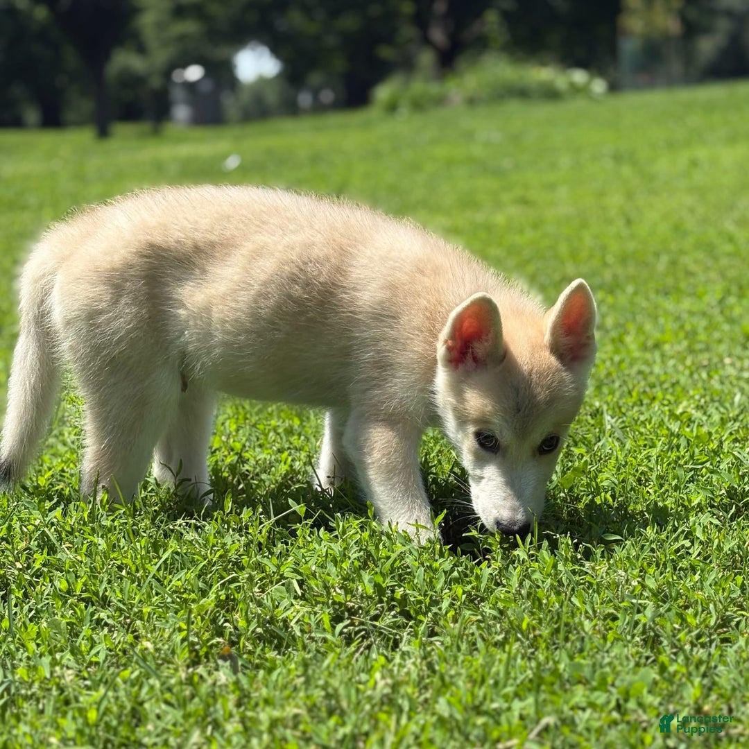 categoriesInfo:categoryAttributeOptions.pets.dogs.breed.akita dogs for sale: Champ - Image 15