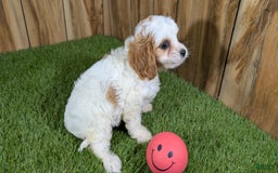 Cavapoo dogs for sale: Fiona Girl 1 - Image 17