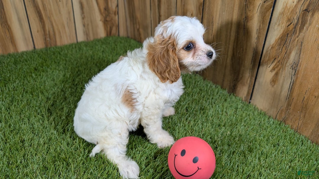 Cavapoo dogs for sale: Fiona Girl 1 - Image 17