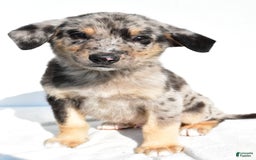 German Shepherd dogs for sale: Prescott - Image 3