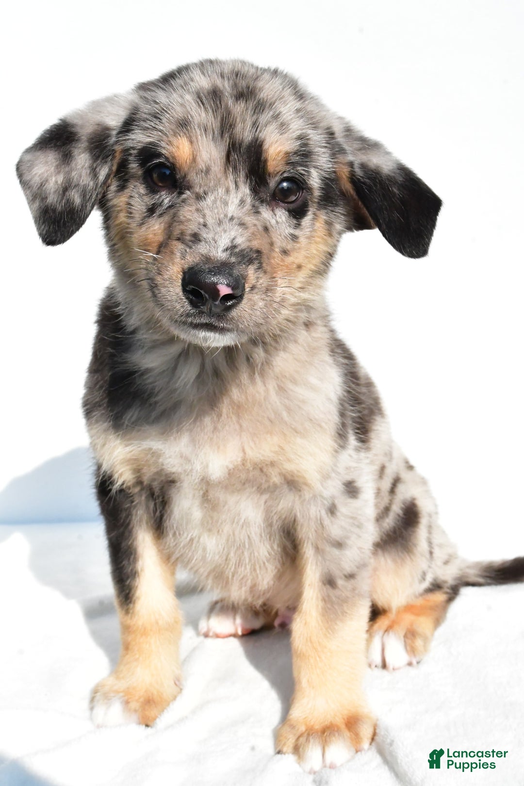 German Shepherd dogs for sale: Prescott - Image 3