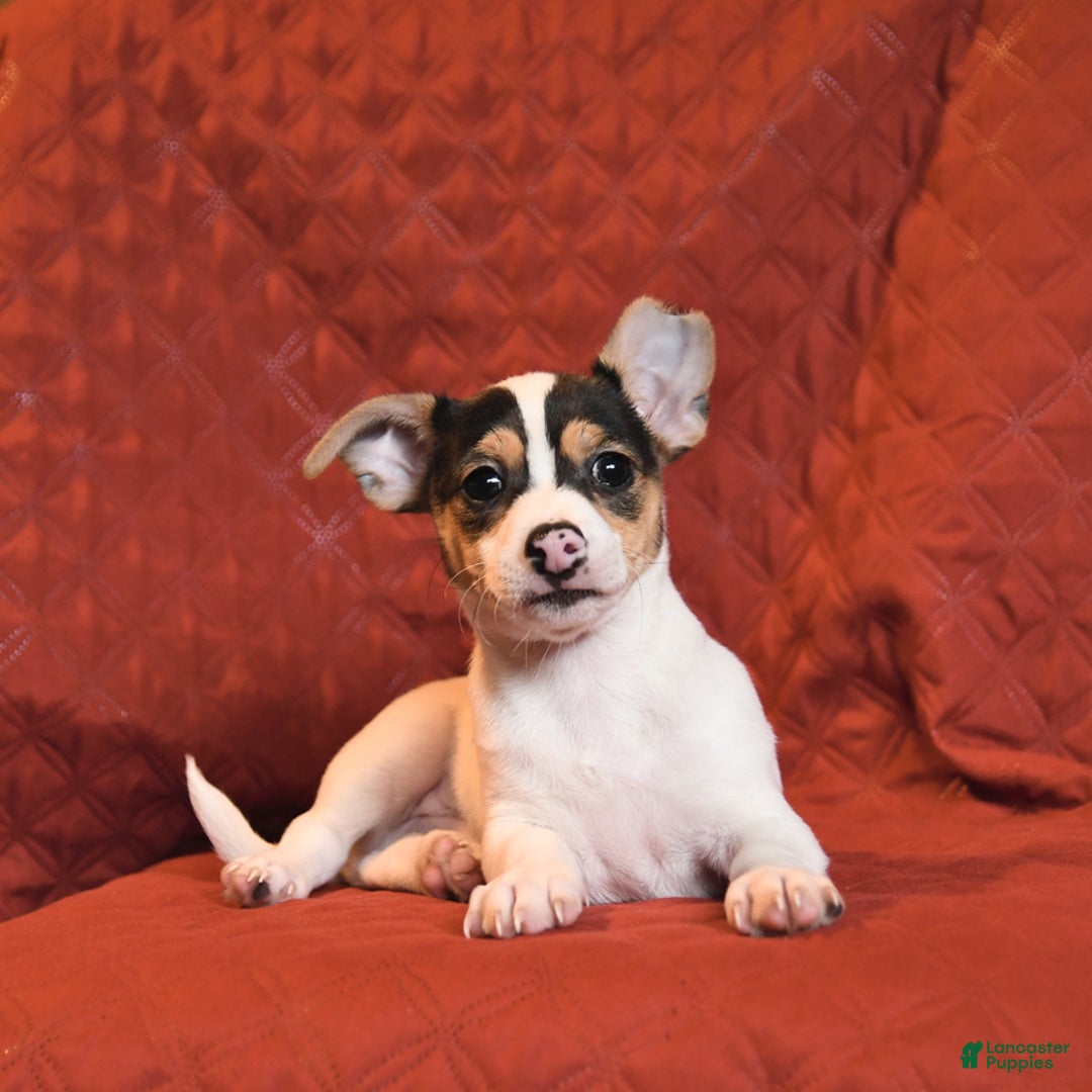 Chihuahua dogs for sale: Spade - Image 3