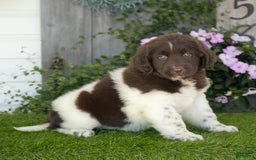 Newfoundland dogs for sale: Willow - Image 3