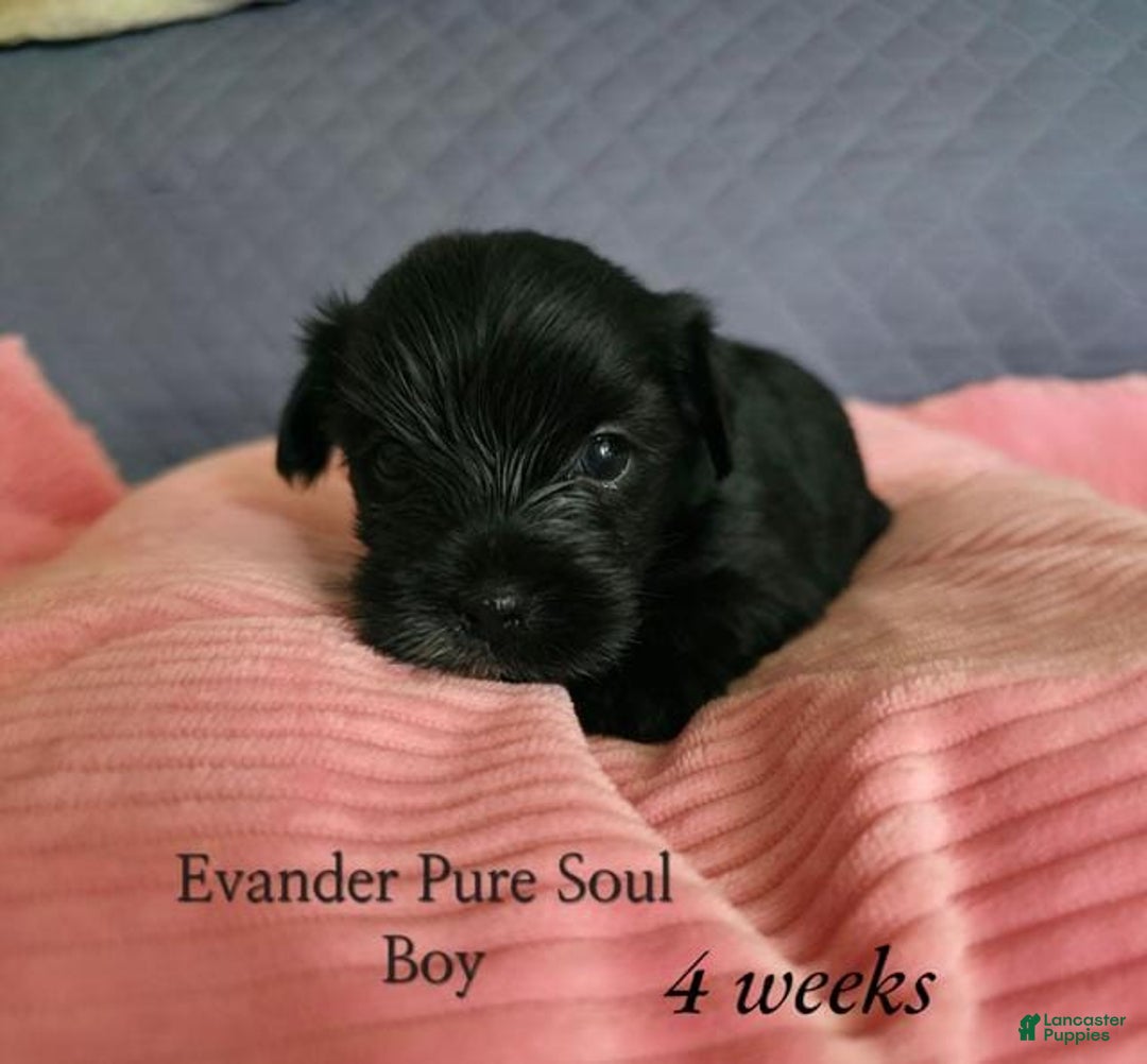 Yorkshire Terrier dogs for sale: Evander - Image 5