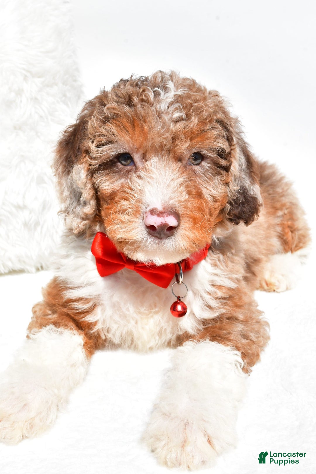 Mini Aussiedoodle dogs for sale: Emma - Image 8