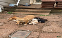 Australian Shepherd dogs for sale: Jose - Image 7