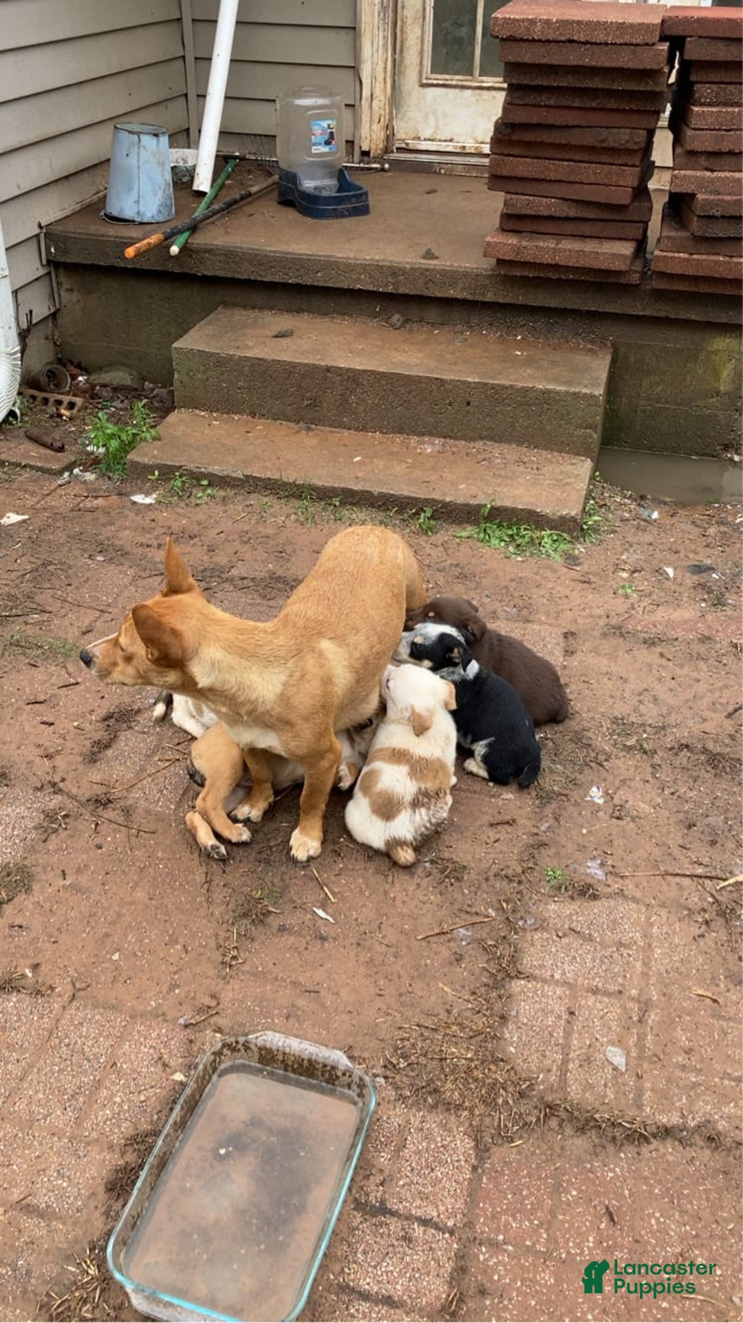 Australian Shepherd dogs for sale: Jose - Image 7