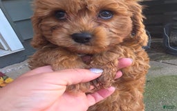 Cavapoo dogs for sale: Theo - Image 3