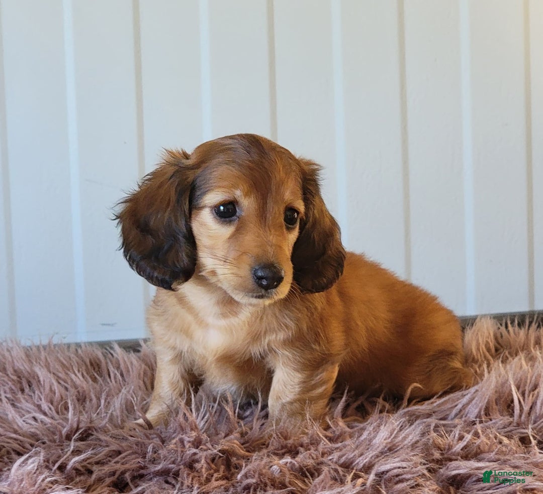 Miniature Dachshund dogs for sale: Ruthie - Image 2