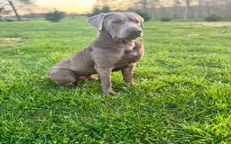 Labrador Retriever dogs for sale: Gertie - Image 8