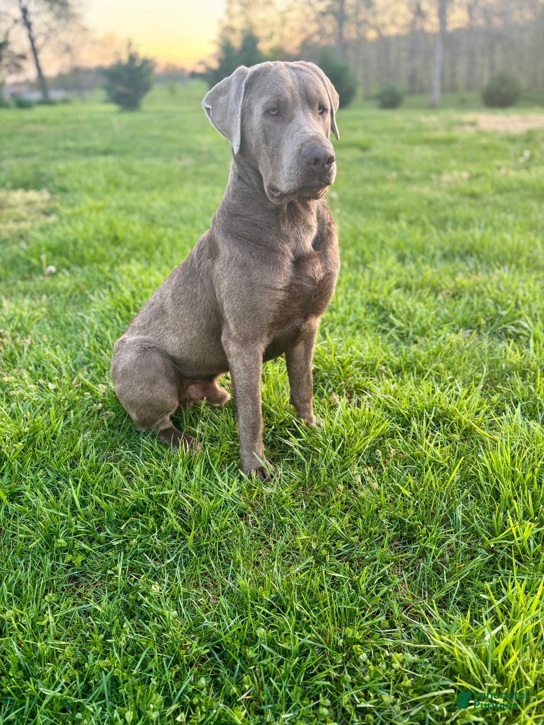 Labrador Retriever dogs for sale: Gertie - Image 8