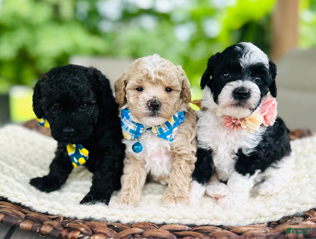 Miniature Poodle dogs for sale: Parti Girl - Image 6