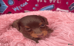 Dachshund dogs for sale: Tiny Girl Cecelia - Image 5
