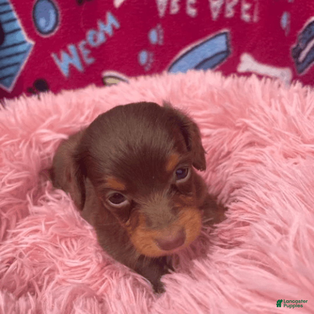 Dachshund dogs for sale: Tiny Girl Cecelia - Image 5