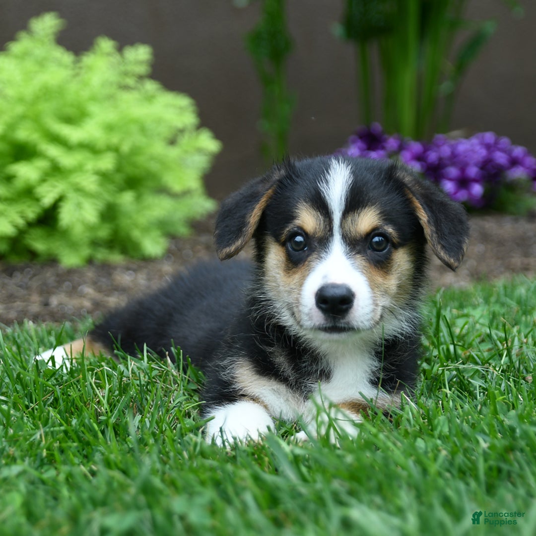 Welsh Corgi Pembroke dogs for sale: James - Image 2