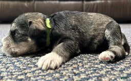 Miniature Schnauzer dogs for sale: Cooper - Image 6