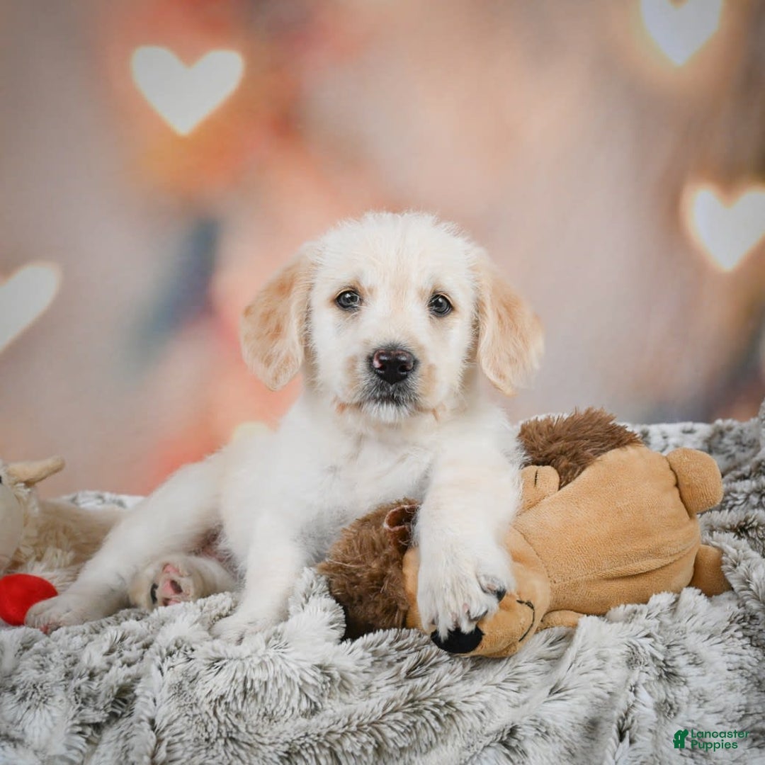 Goldendoodle dogs for sale: Roxie - Image 2