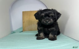 Yorkshire Terrier dogs for sale: Knight - Image 5