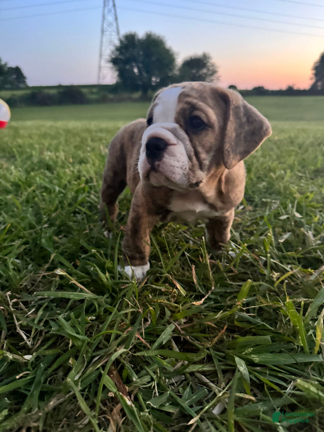 English Bulldog dogs for sale: Desial - Image 2