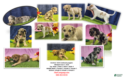 Catahoula Leopard Dog dogs for sale: Duchess 2025 Male 4 - Image 12