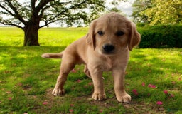 Golden Retriever dogs for sale: Sammy - Image 1