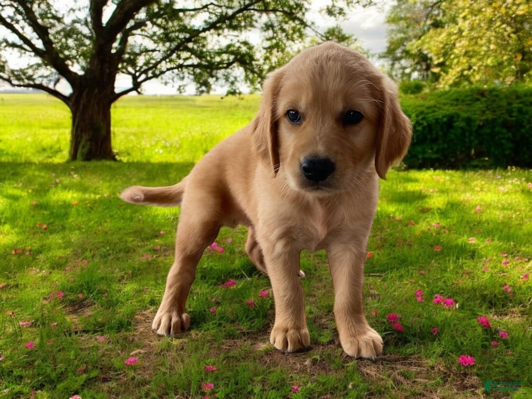 Golden Retriever dogs for sale: Sammy - Image 1