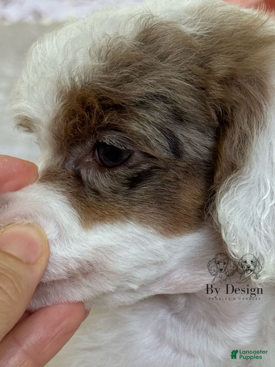Standard Poodle dogs for sale: Addy Chocolate Tri Merle Parti - Image 2