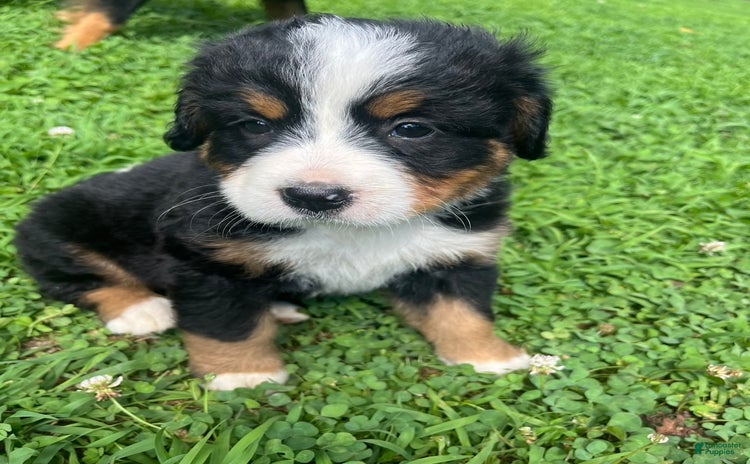 Bernese Mountain Dog dogs - Advert 8